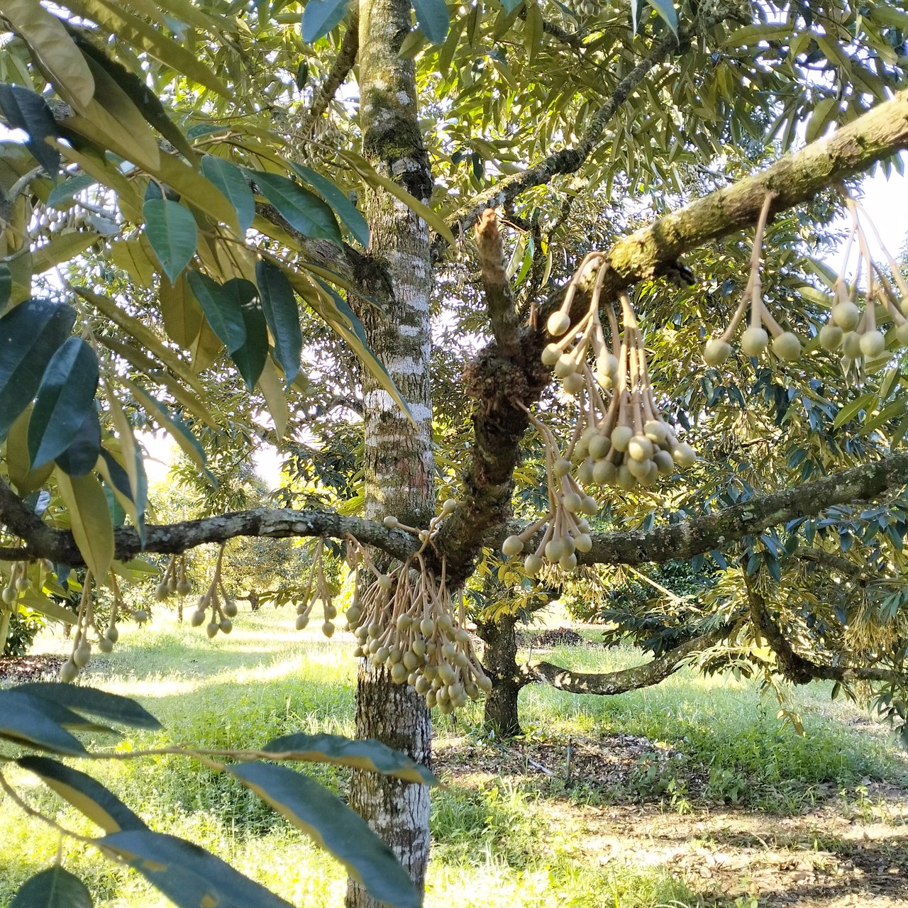 สวนผลไม้-พร้อมผลผลิต-41-ไร่-นายายอาม-จันทบุรี-ขายด่วน