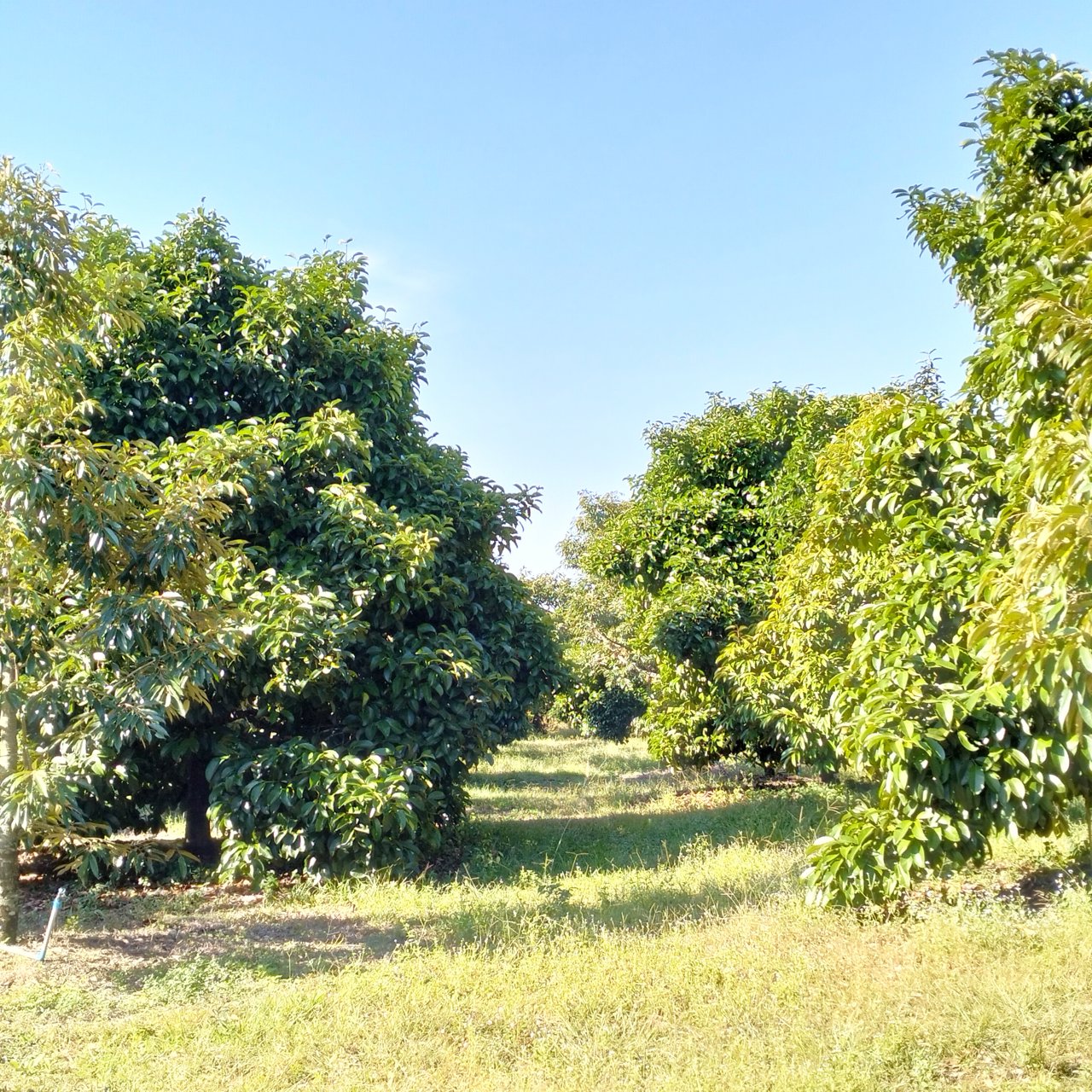 สวนผลไม้-พร้อมผลผลิต-41-ไร่-นายายอาม-จันทบุรี-ขายด่วน