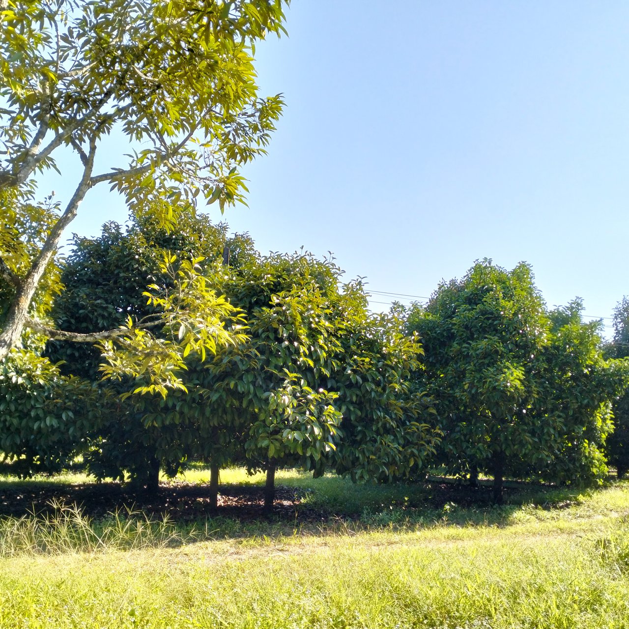 สวนผลไม้-พร้อมผลผลิต-41-ไร่-นายายอาม-จันทบุรี-ขายด่วน