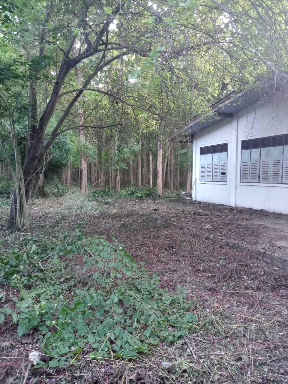 ขายด่วน-ที่ดิน-จตาก-พร้อมต้นสัก-1000-กว่าต้น