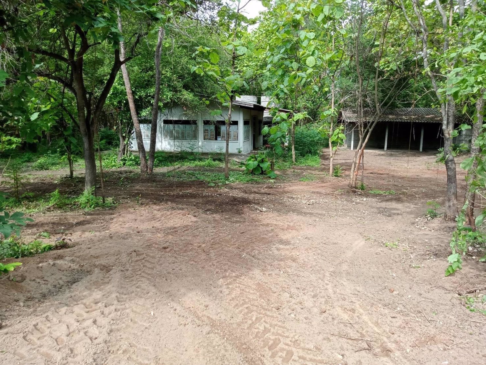 ขายด่วน-ที่ดิน-จตาก-พร้อมต้นสัก-1000-กว่าต้น