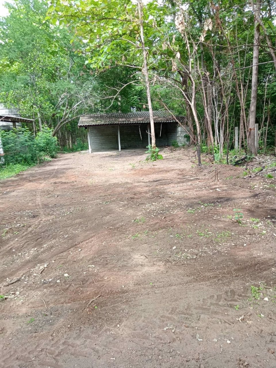 ขายด่วน-ที่ดิน-จตาก-พร้อมต้นสัก-1000-กว่าต้น