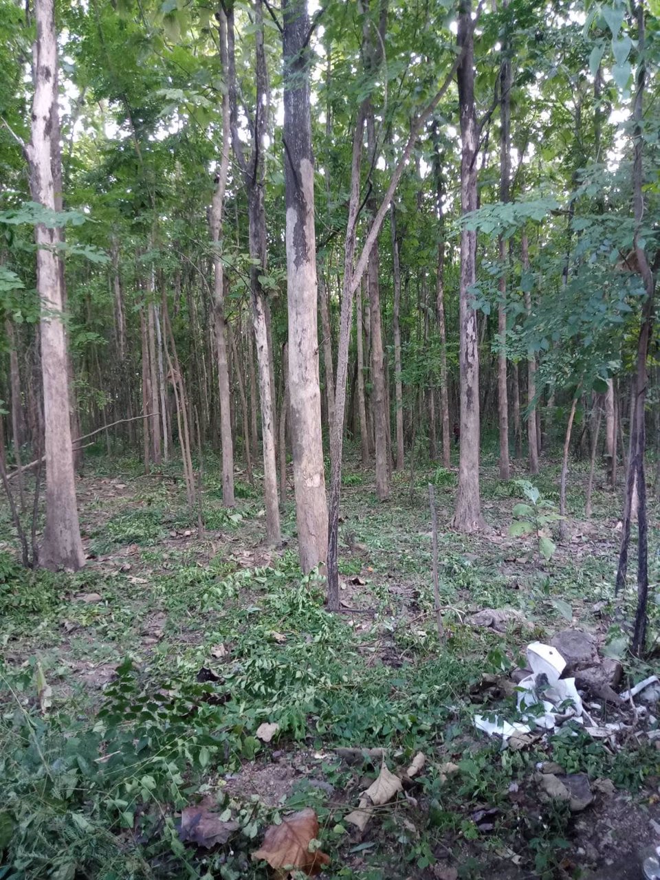 ขายด่วน-ที่ดิน-จตาก-พร้อมต้นสัก-1000-กว่าต้น