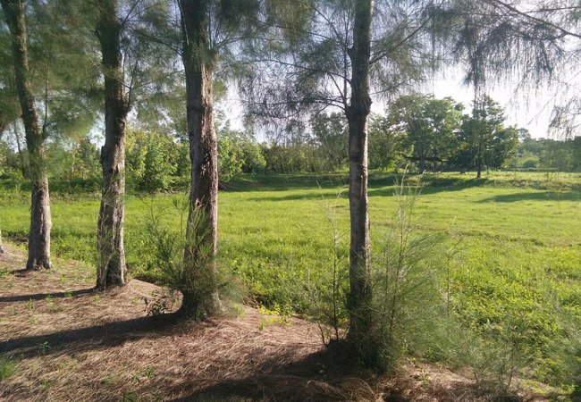 ขาย-ที่ดิน-ใกล้รพยางตลาด-ถนนขอนแก่น-กาฬสินธุ์-อยางตลาด-จกาฬสินธุ์