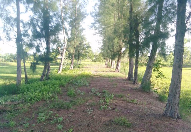 ขาย-ที่ดิน-ใกล้รพยางตลาด-ถนนขอนแก่น-กาฬสินธุ์-อยางตลาด-จกาฬสินธุ์