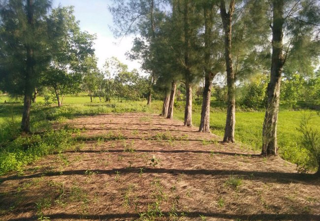 ขาย-ที่ดิน-ใกล้รพยางตลาด-ถนนขอนแก่น-กาฬสินธุ์-อยางตลาด-จกาฬสินธุ์