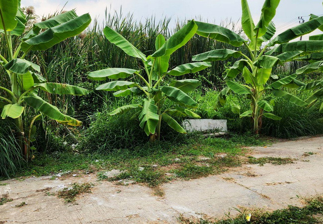 ขายที่ดิน-ซอยวัดลาดปลาดุก-ถนนกาญจนาภิเษก-ตำบลพิมลราช-อำเภอบางบัวทอง-นนทบุรี