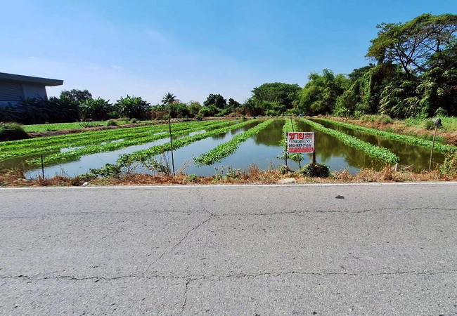 ขายที่ดิน-ตำบลคลองโยง-อำเภอพุทธมณฑล-นครปฐม-ถนนบางเลน-ใกล้-มราชภัฏสวนสุนันทา