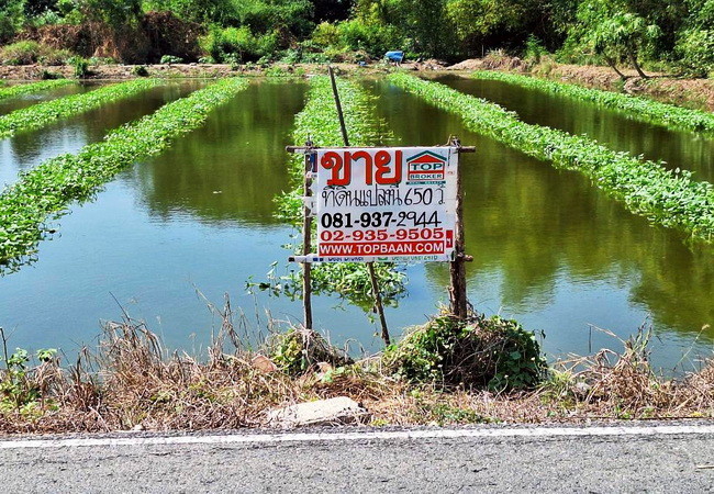 ขายที่ดิน-ตำบลคลองโยง-อำเภอพุทธมณฑล-นครปฐม-ถนนบางเลน-ใกล้-มราชภัฏสวนสุนันทา