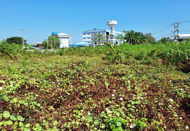 ขายที่ดิน-ซอยคลองสี่ตะวันออก-18-ถนนคลอง-4-อำเภอคลองหลวง-ปทุมธานี