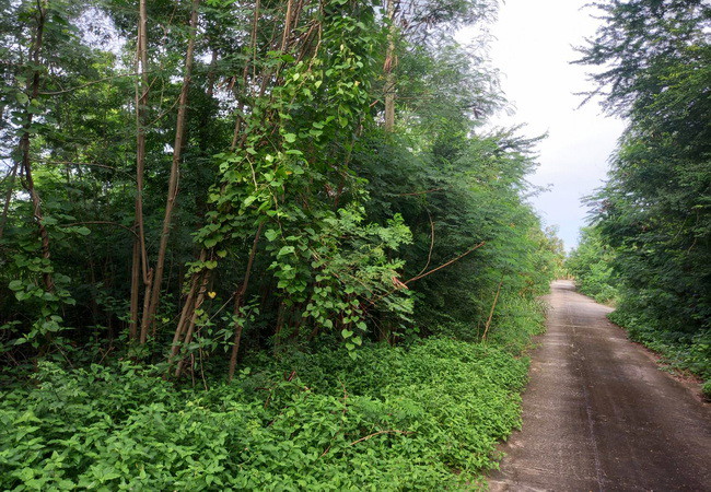 ขายที่ดิน-คลอง-9-ในโครงการบ้านสวนเก้าพัฒนา-ถนนลำลูกกา-อำเภอลำลูกกา-ปทุมธานี