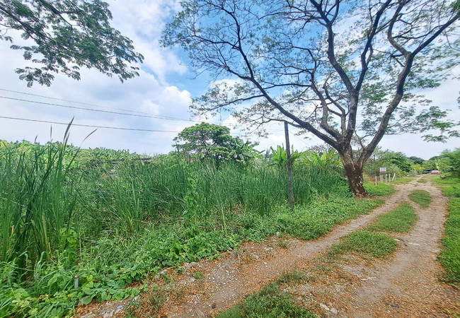 ขายที่ดิน-ตรงข้ามซอยนครลุง-9-ถนนพุทธมณฑลสาย-2-เขตบางแค-กรุงเทพมหานคร