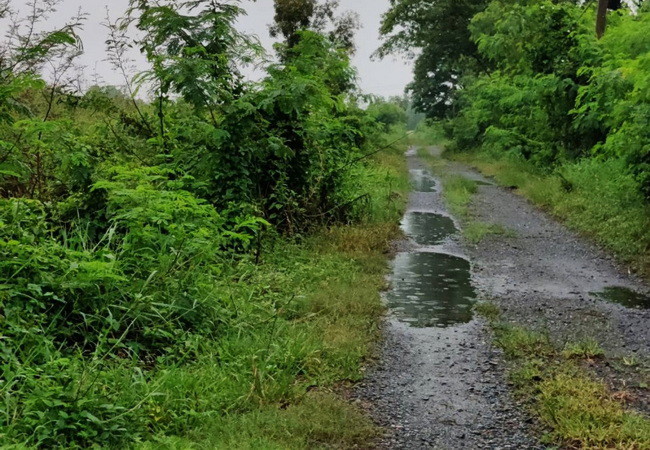 ขายที่ดิน-คลอง-16-ตำบลบึงศาล-อำเภอองครักษ์-นครนายก-เนื้อที่-8-3-0-ไร่