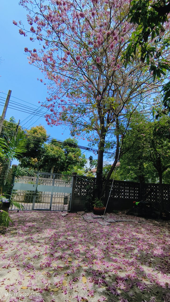 บ้านถนนลาดพร้าวซอย-41-ใกล้รถไฟฟ้าสายสีเหลือง