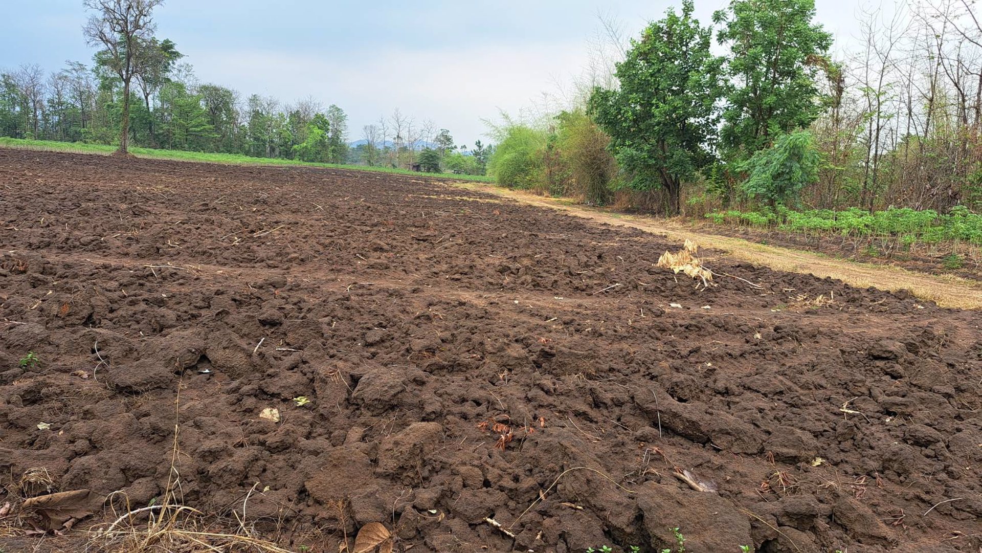 ขายที่ดินถูกมาก-ที่เป็นเนินสวยๆ-น้ำไม่ท่วม