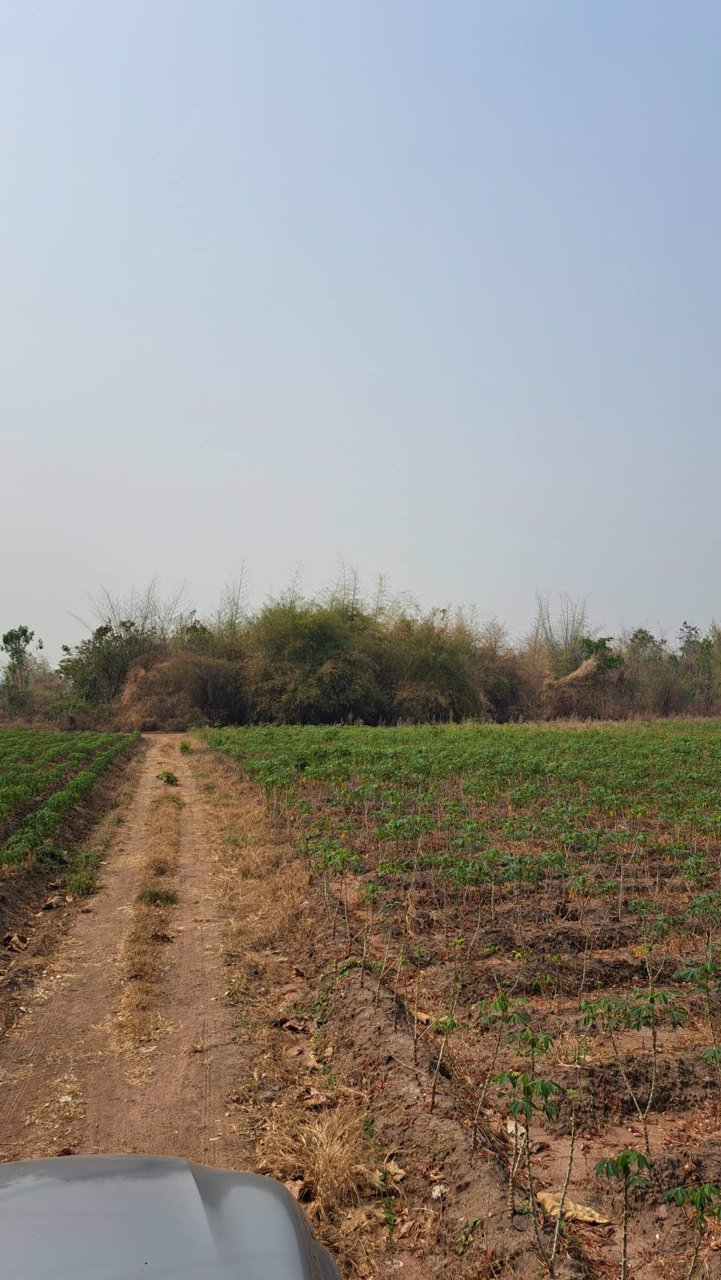 ขายที่ดินถูกมาก-ที่เป็นเนินสวยๆ-น้ำไม่ท่วม