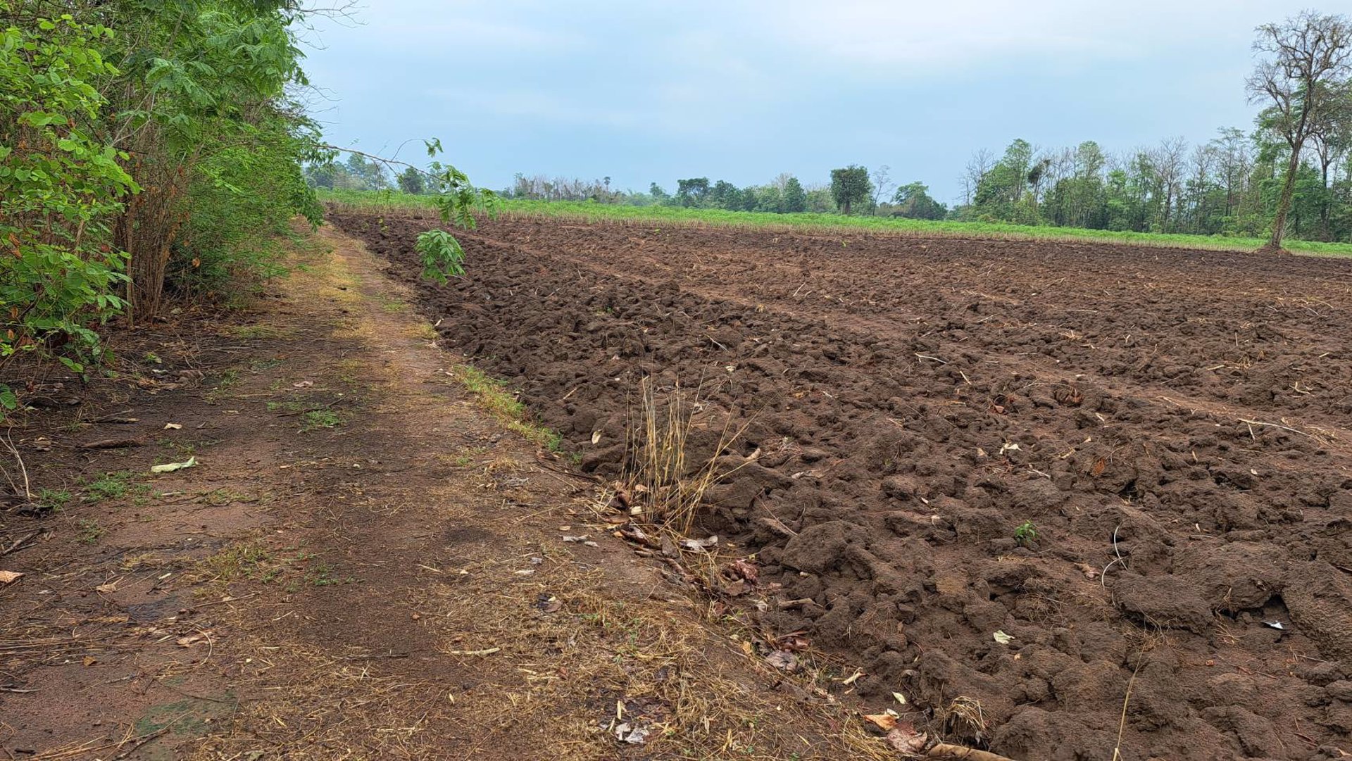 ขายที่ดินถูกมาก-ที่เป็นเนินสวยๆ-น้ำไม่ท่วม