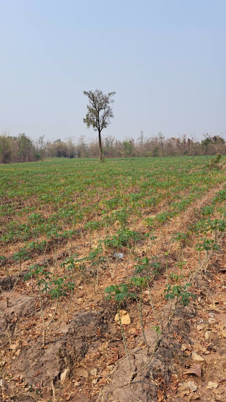 ขายที่ดินถูกมาก-ที่เป็นเนินสวยๆ-น้ำไม่ท่วม