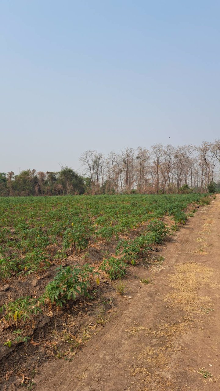 ขายที่ดินถูกมาก-ที่เป็นเนินสวยๆ-น้ำไม่ท่วม