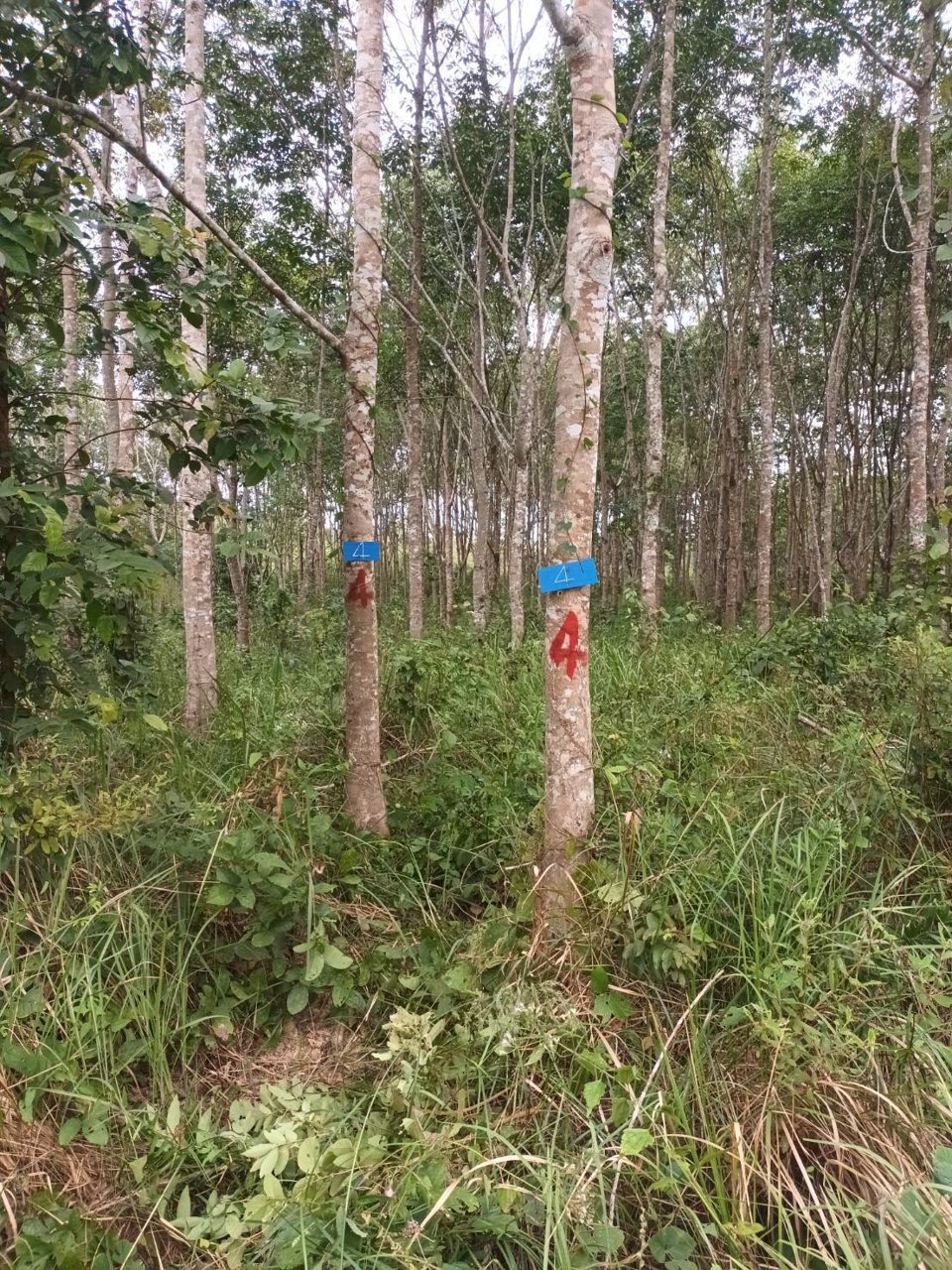 ขายที่ดิน-อโป่งน้ำร้อน-จจันทบุรี-ไร่ละ-176000-บาท