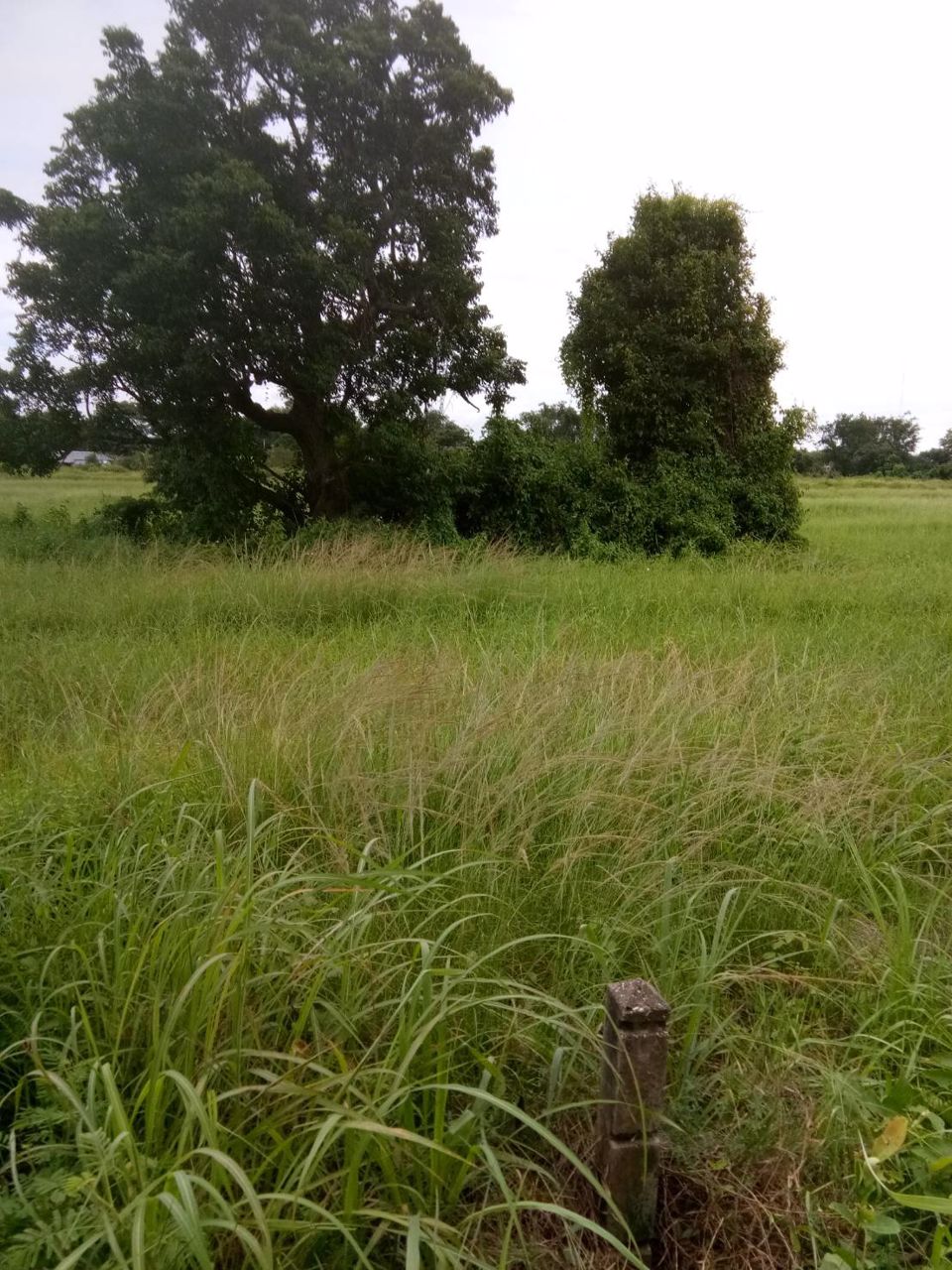 ขายที่ดินเปล่า-2-ไร่-อนาคตดีมีรถไฟความเร็วสูงผ่าน-เมือง-ลำพูน