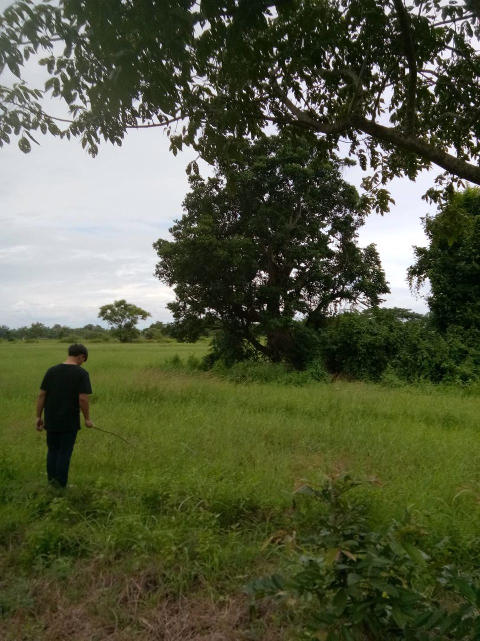 ขายที่ดินเปล่า-2-ไร่-อนาคตดีมีรถไฟความเร็วสูงผ่าน-เมือง-ลำพูน