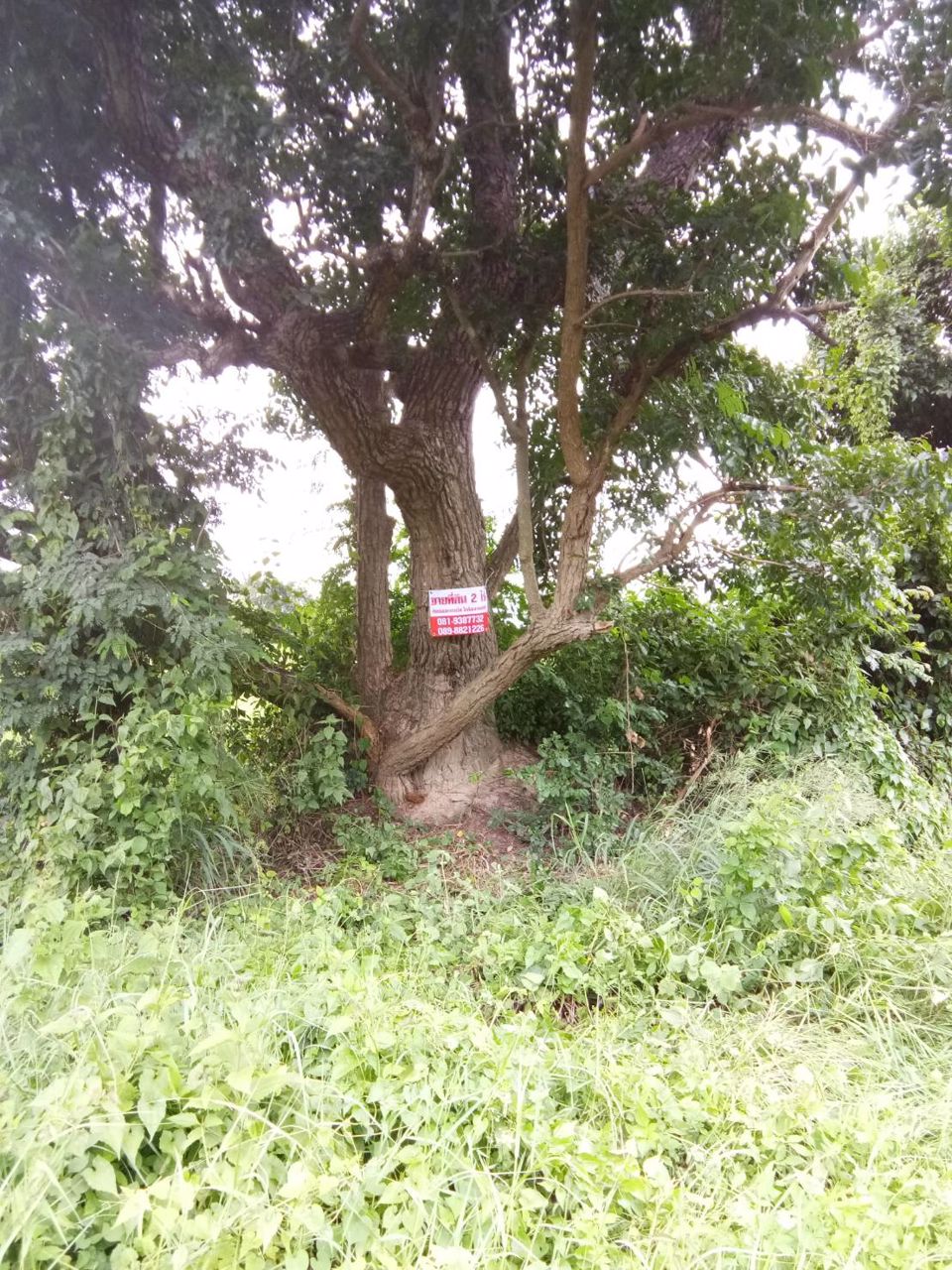 ขายที่ดินเปล่า-2-ไร่-อนาคตดีมีรถไฟความเร็วสูงผ่าน-เมือง-ลำพูน