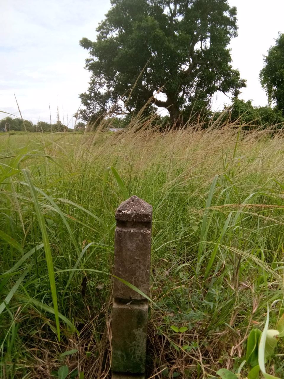 ขายที่ดินเปล่า-2-ไร่-อนาคตดีมีรถไฟความเร็วสูงผ่าน-เมือง-ลำพูน