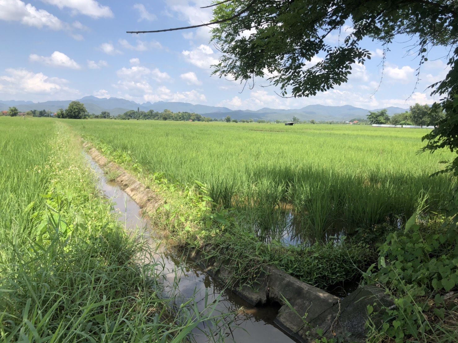 ขายที่ดินเปล่า-ห่างจากตัวอำเภอพร้าว-3-กิโลเมตร-เชียงใหม่