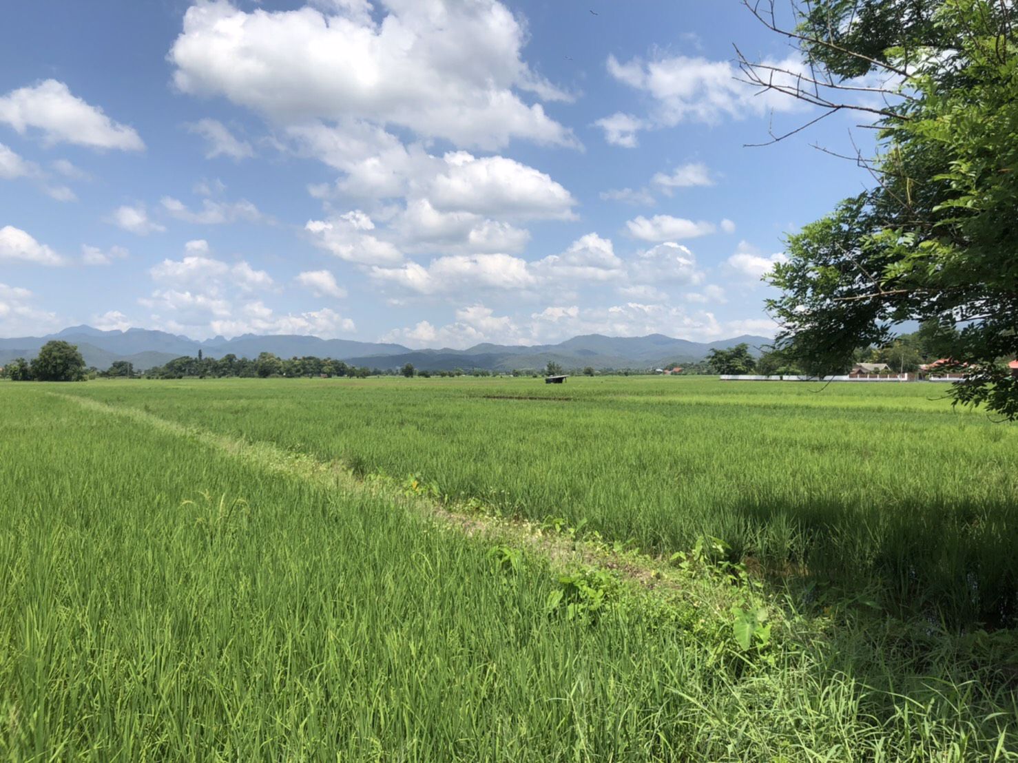 ขายที่ดินเปล่า-ห่างจากตัวอำเภอพร้าว-3-กิโลเมตร-เชียงใหม่