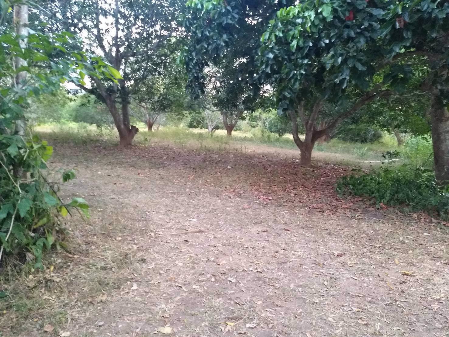 ขาย-ที่ดินทำเลทอง-50-ไร่-พร้อมบ้านพักในสวน-ติดแม่น้ำน่านตลอดแนวที่ดิน-ท่าปลา-อุตรดิตถ์