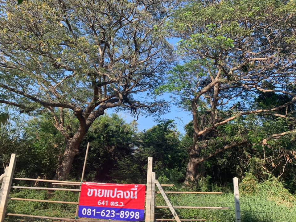 ขายที่ดิน-641-ตรว-หน้าติดถนน-หลังติดแม่น้ำเจ้าพระยา-ที่ดินเข้าได้-2-ทาง-อยุธยา