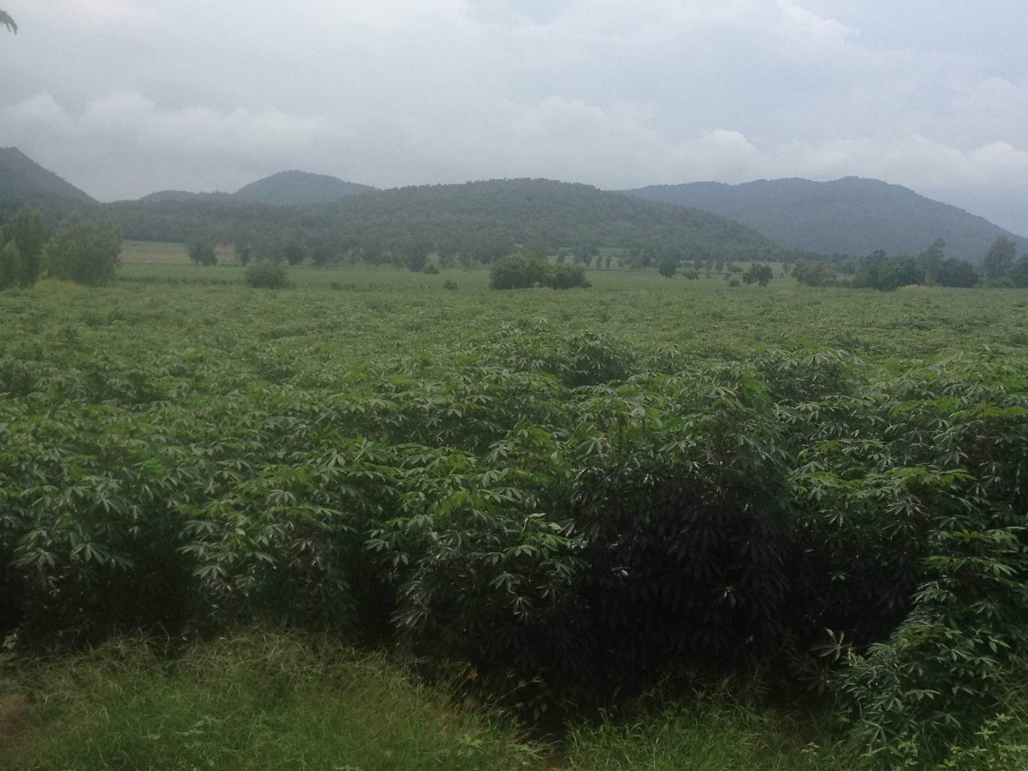 ขายที่ดิน-สวยมาก-ที่ดินติดต่อกันเป็นผืนเดียวกัน-จังหวัดลพบุรี