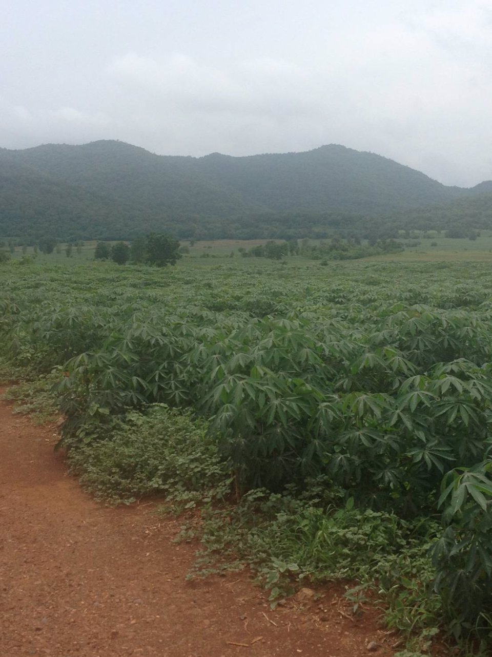 ขายที่ดิน-สวยมาก-ที่ดินติดต่อกันเป็นผืนเดียวกัน-จังหวัดลพบุรี