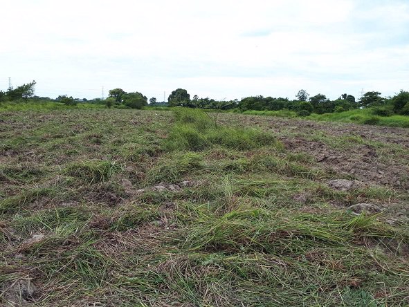 ขายที่ดิน-สวย-ทำเลดี-ติดห้างสรรพสินค้าเซ็นทรัล-นครศรีธรรมราช-