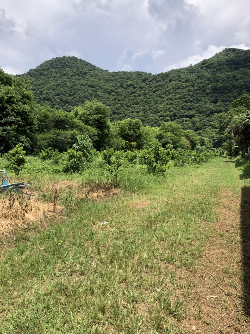 ขายที่ดินเขาใหญ่-หน้าติดถนนหลังติดเขา