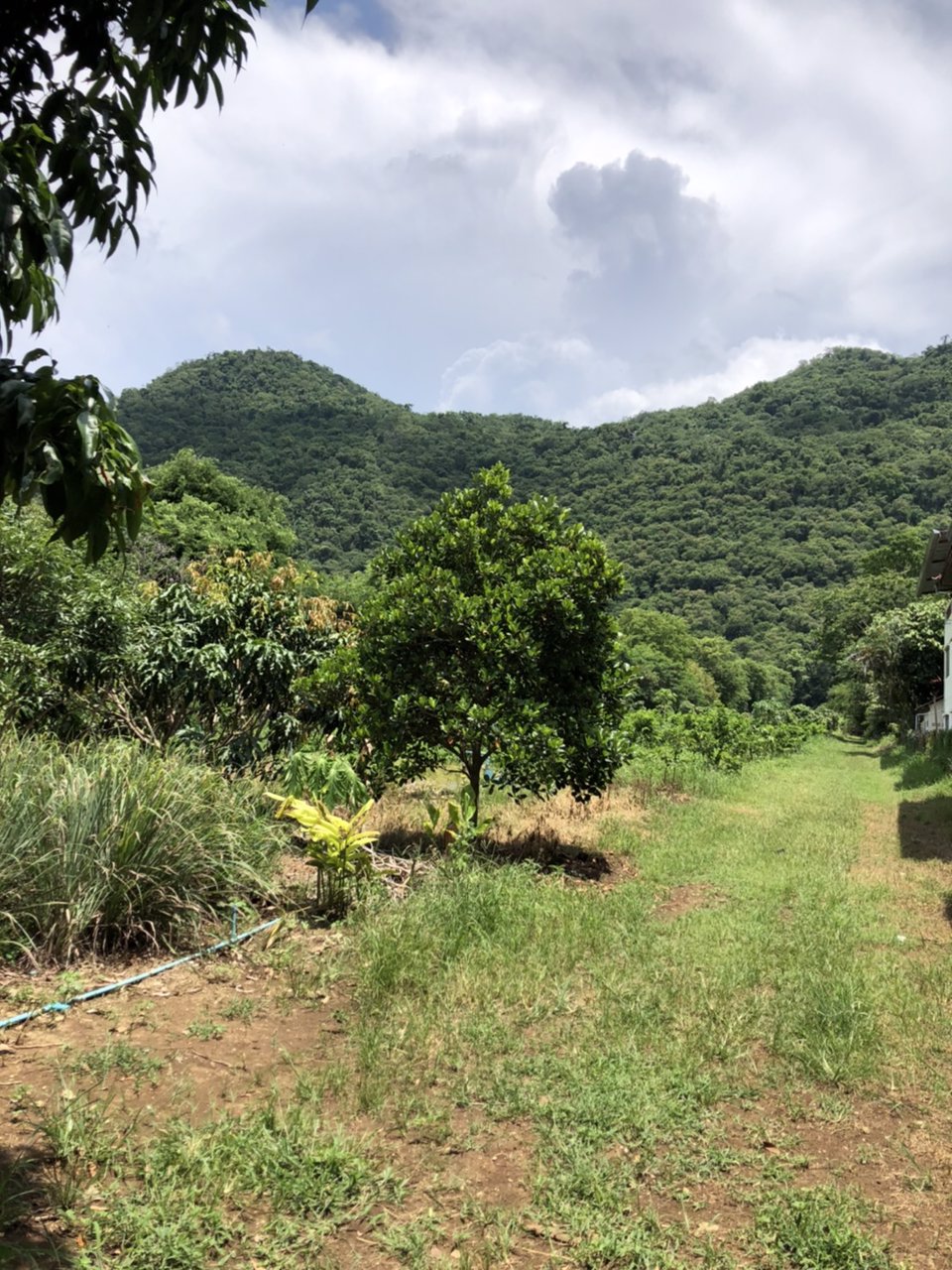 ขายที่ดินเขาใหญ่-หน้าติดถนนหลังติดเขา