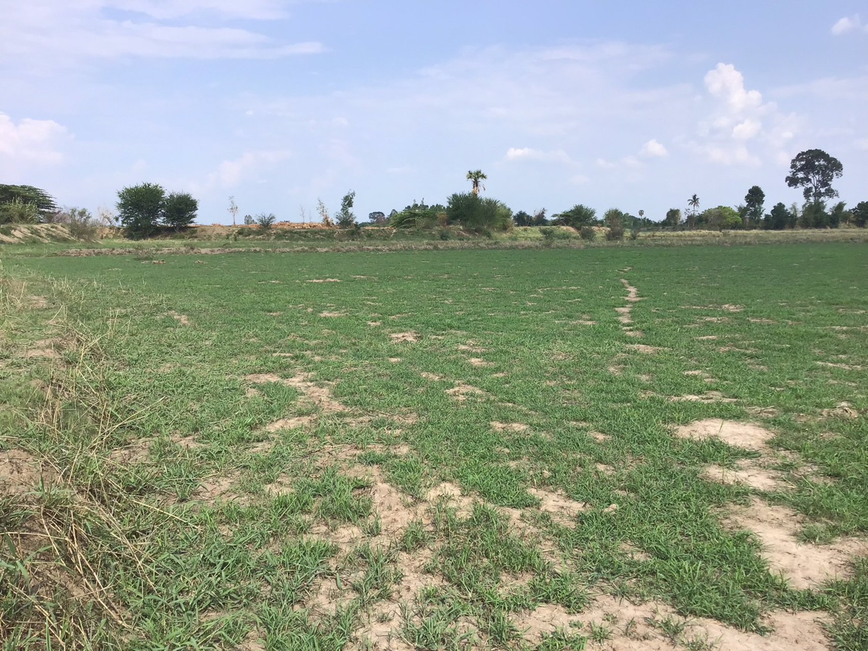 ที่ดิน-โฉนดครุฑแดง-ราคาถูก-ไร่ละ-120000