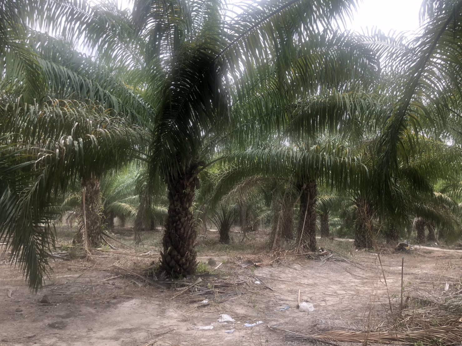 ขายที่ดิน-พร้อมต้นปาล์ม-เนื้อที่รวม-33-ไร่-2-งาน-84-ตารางวา