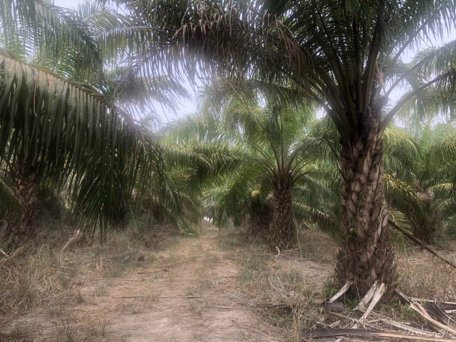 ขายที่ดิน-พร้อมต้นปาล์ม-เนื้อที่รวม-33-ไร่-2-งาน-84-ตารางวา