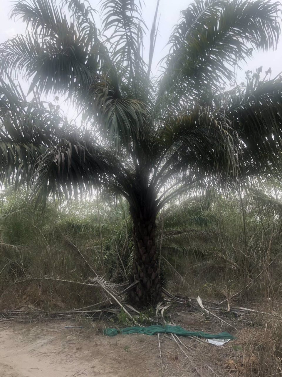 ขายที่ดิน-พร้อมต้นปาล์ม-เนื้อที่รวม-33-ไร่-2-งาน-84-ตารางวา