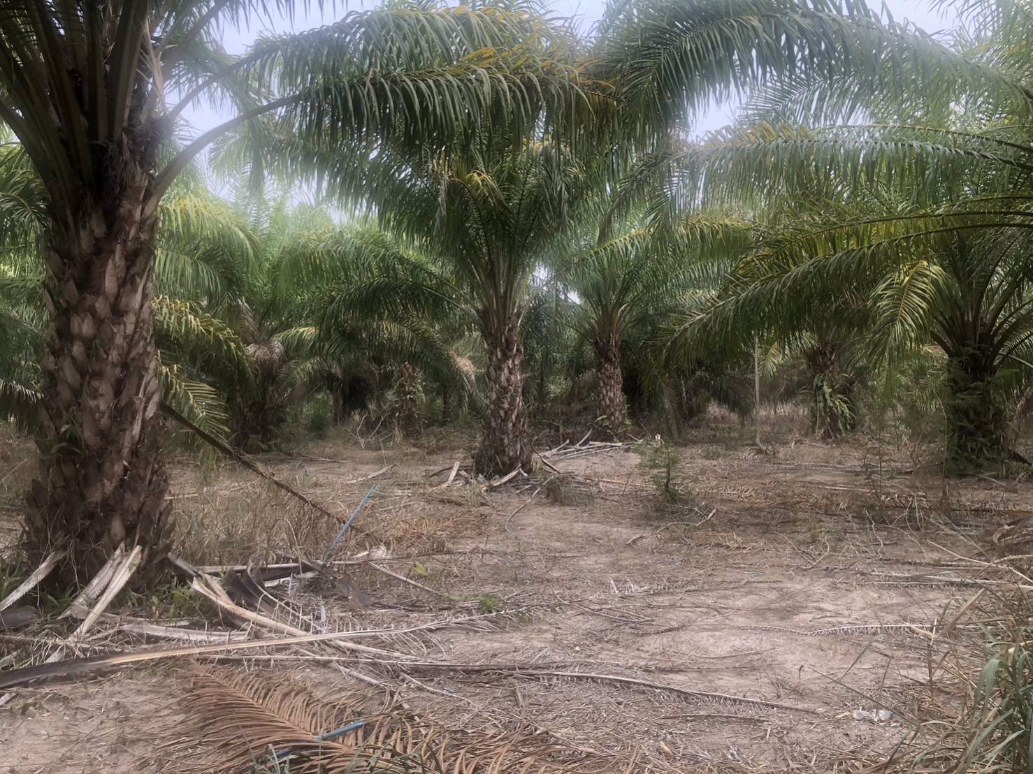 ขายที่ดิน-พร้อมต้นปาล์ม-เนื้อที่รวม-33-ไร่-2-งาน-84-ตารางวา