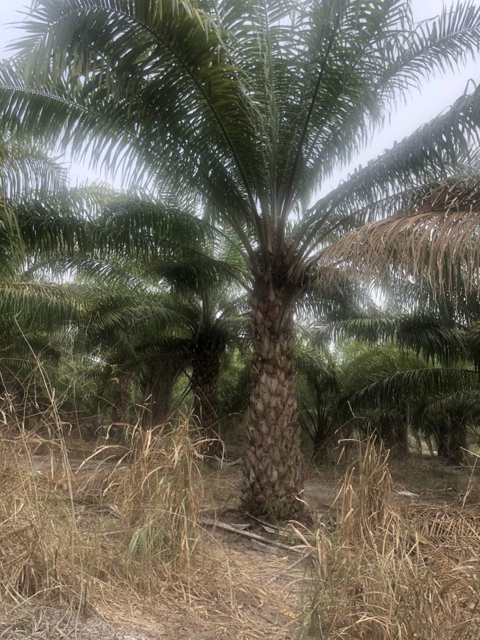 ขายที่ดิน-พร้อมต้นปาล์ม-เนื้อที่รวม-33-ไร่-2-งาน-84-ตารางวา