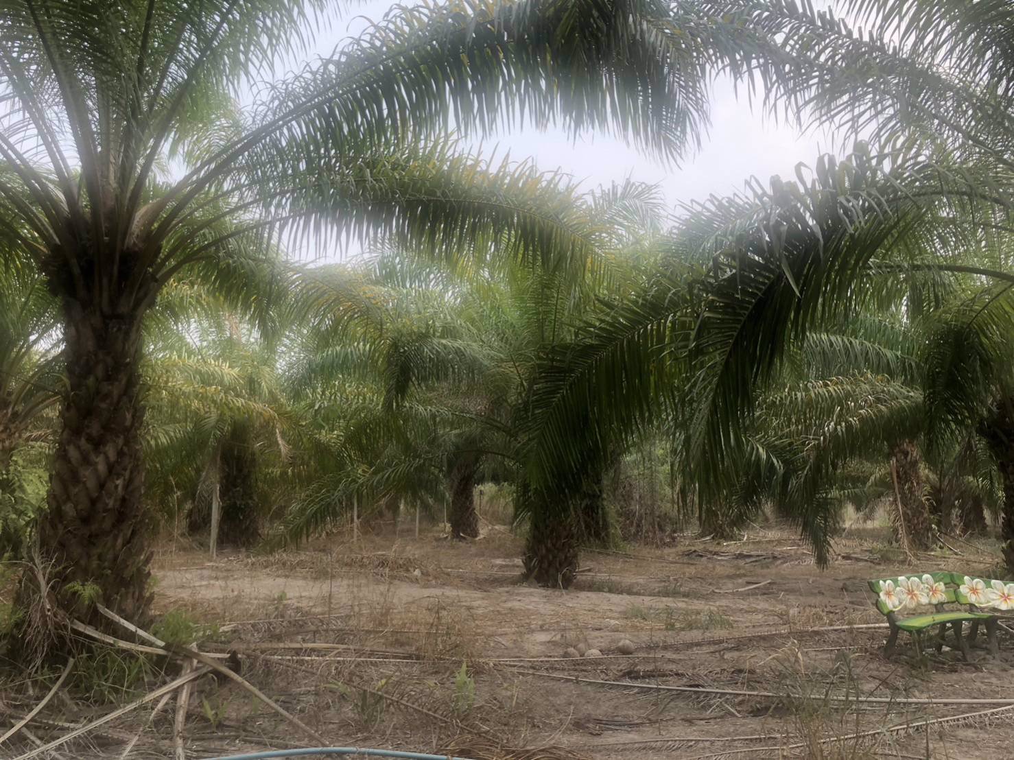 ขายที่ดิน-พร้อมต้นปาล์ม-เนื้อที่รวม-33-ไร่-2-งาน-84-ตารางวา