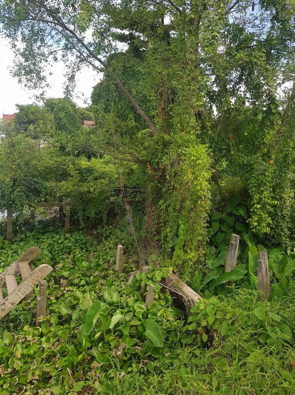 ขาย-2ไร่-2งาน-20ตารางวา-ที่ดินเปล่า-ติดริมแม่น้ำ-แม่กลอง