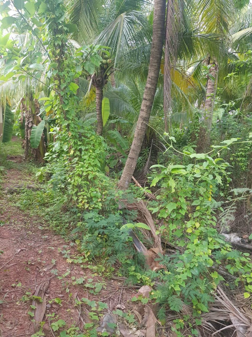 ขาย-2ไร่-2งาน-20ตารางวา-ที่ดินเปล่า-ติดริมแม่น้ำ-แม่กลอง