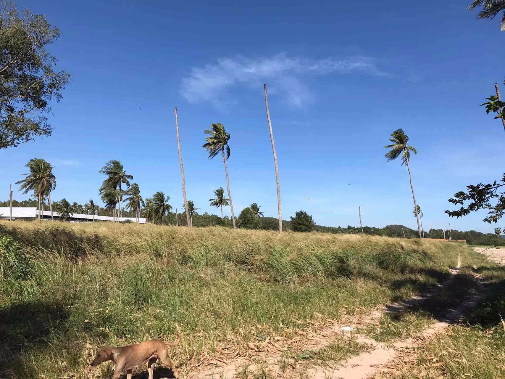 ขายที่ดินทำเลทอง-แปลงใหญ่หาไม่ได้อีกแล้ว-ติด-ถสุขุมวิท-ใกล้ศูนย์การค้าแห่งใหม่-โรบินสัน-บ้านฉาง