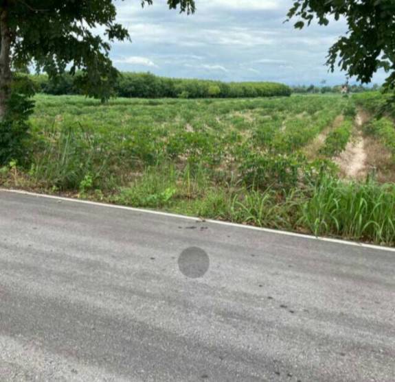 ขายที่ดินสวยราคาถูก-ในตำบลไตรตรึงษ์-อำเภอเมืองกำแพงเพชร-ติดถนนสองด้าน-ติดทางสาธารณะ