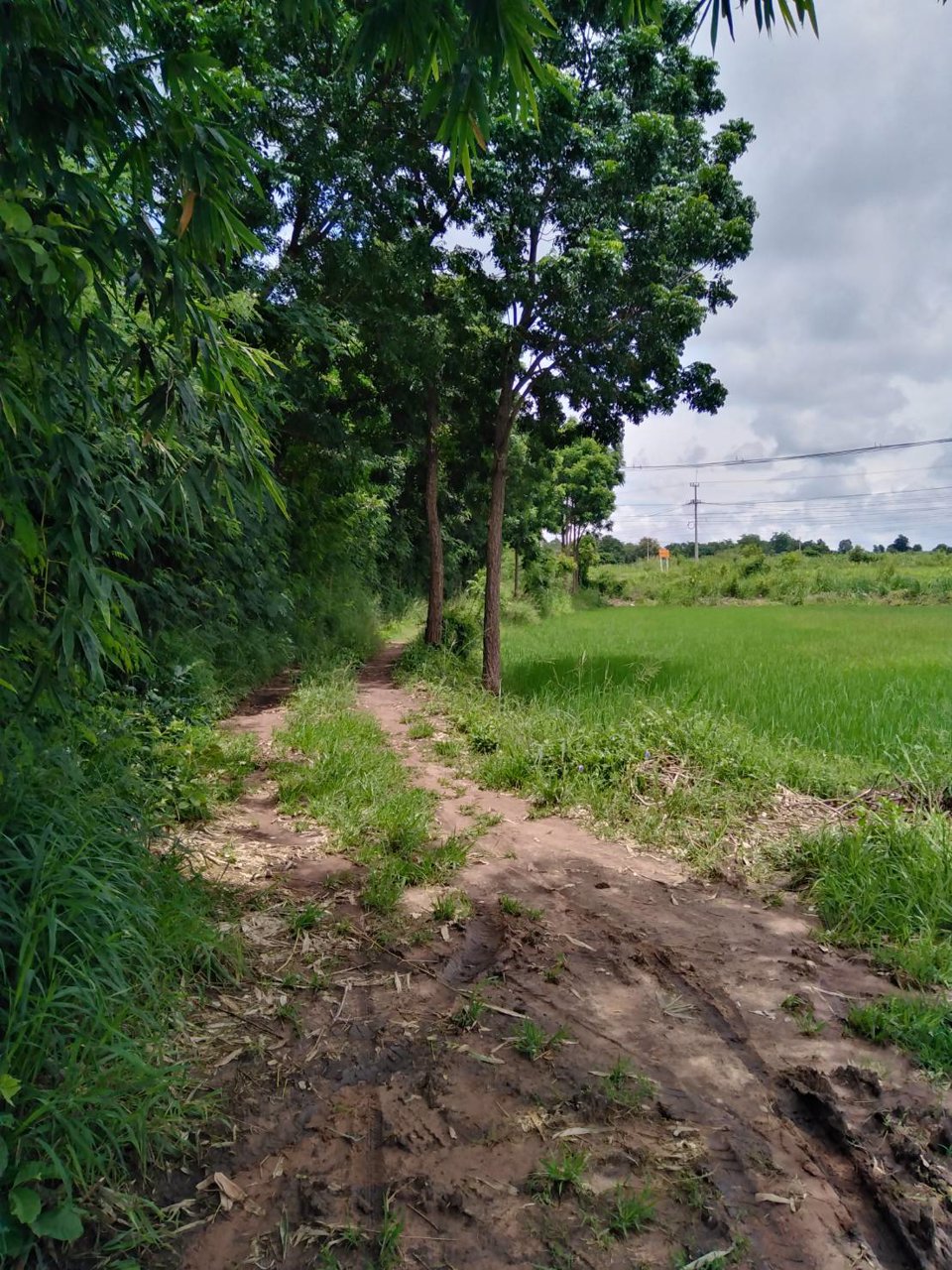 ขายที่ดินติดถนนสาย-201-ชัยภูมิ-สีคิ้ว-4-ไร่-2-งาน-55-ตรวา-หน้ากว้าง-วางผังง่าย