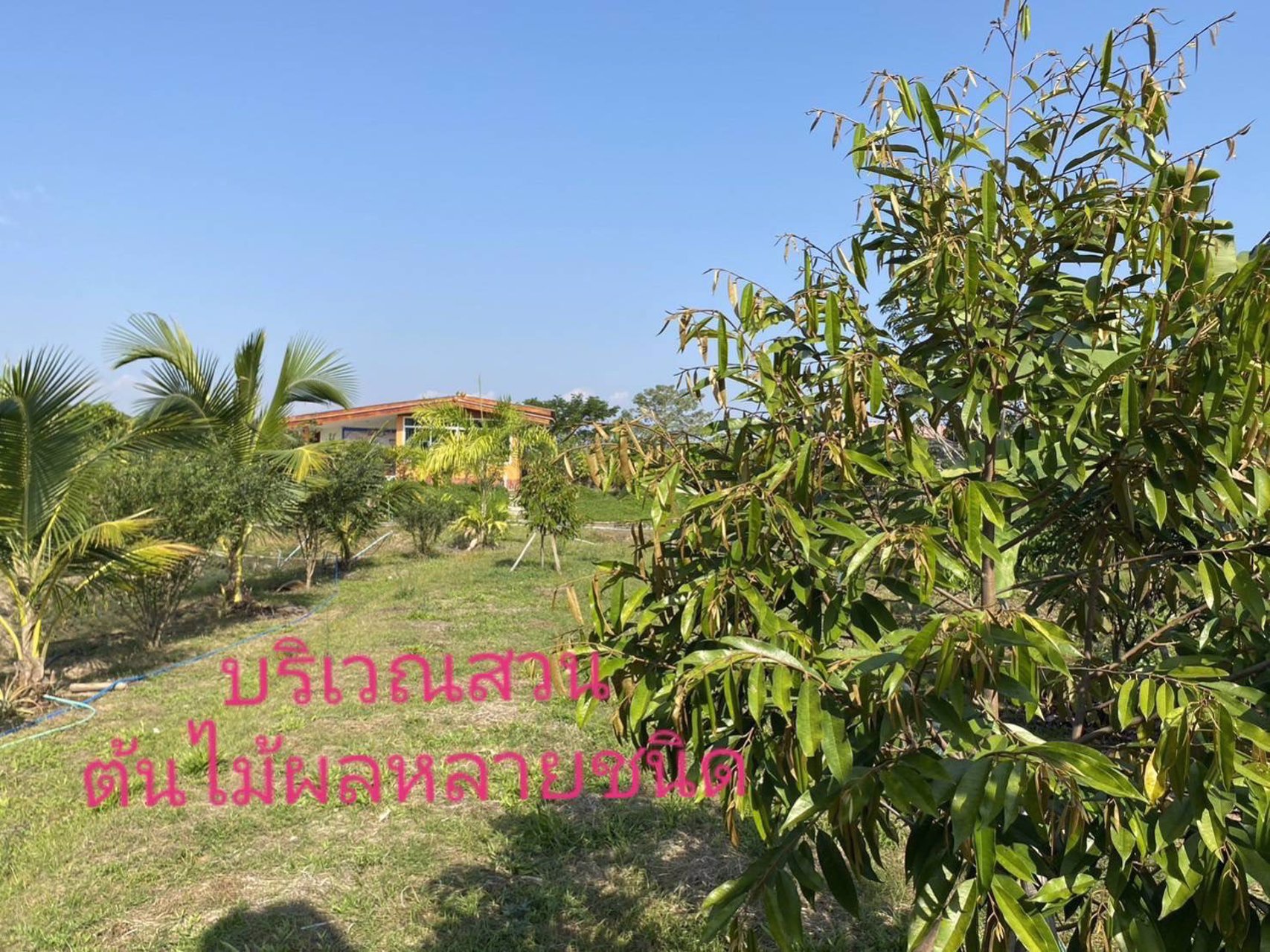 บ้านสวนพร้อมอยู่-บรรยากาศธรรมชาติ-ใกล้ตัวเมืองเชียงราย